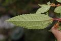 image of Pilea 