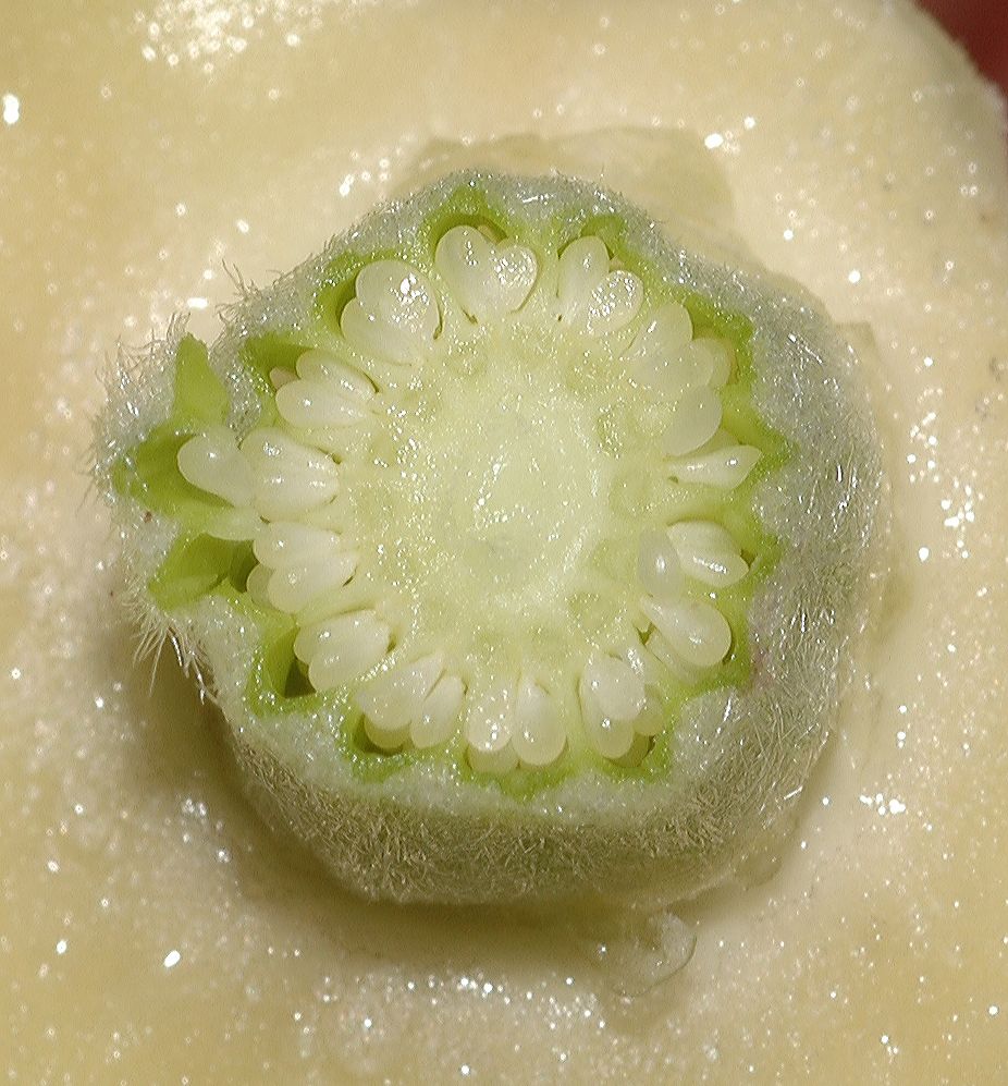 Malvaceae Abutilon 
