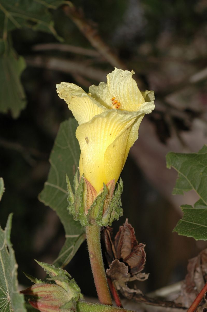 Malvaceae Wercklea insignis