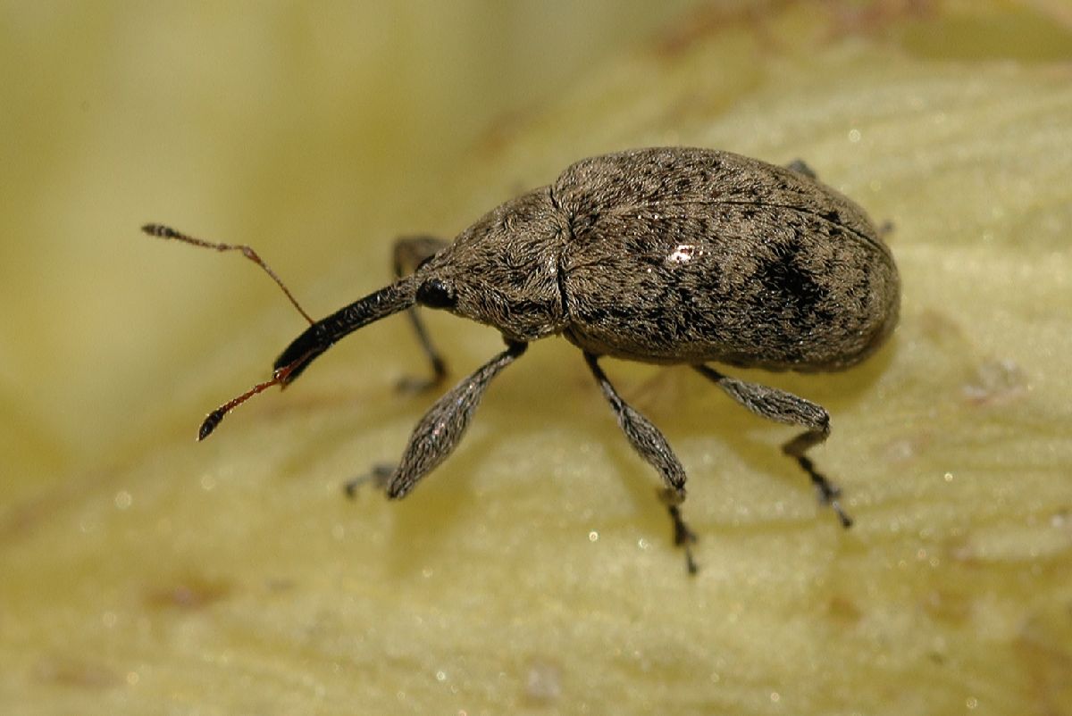 Curculionidae  