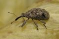 image of Wercklea insignis