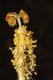 image of Wercklea insignis