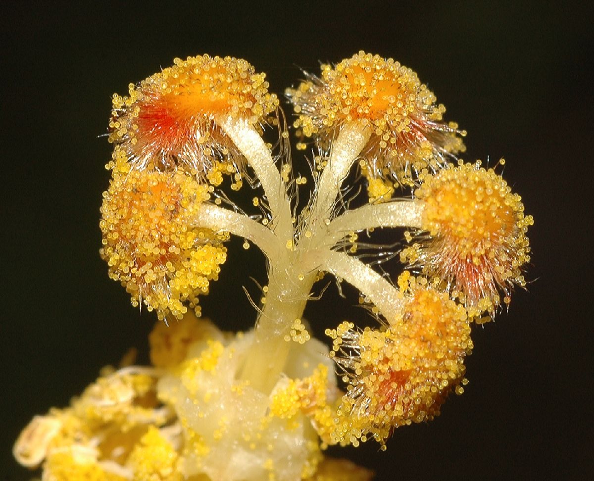 Malvaceae Wercklea insignis