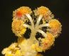 image of Wercklea insignis