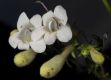 image of Penstemon digitalis