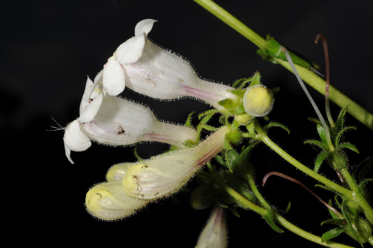 Plantaginaceae Penstemon digitalis
