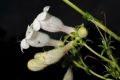 image of Penstemon digitalis