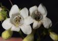 image of Penstemon digitalis