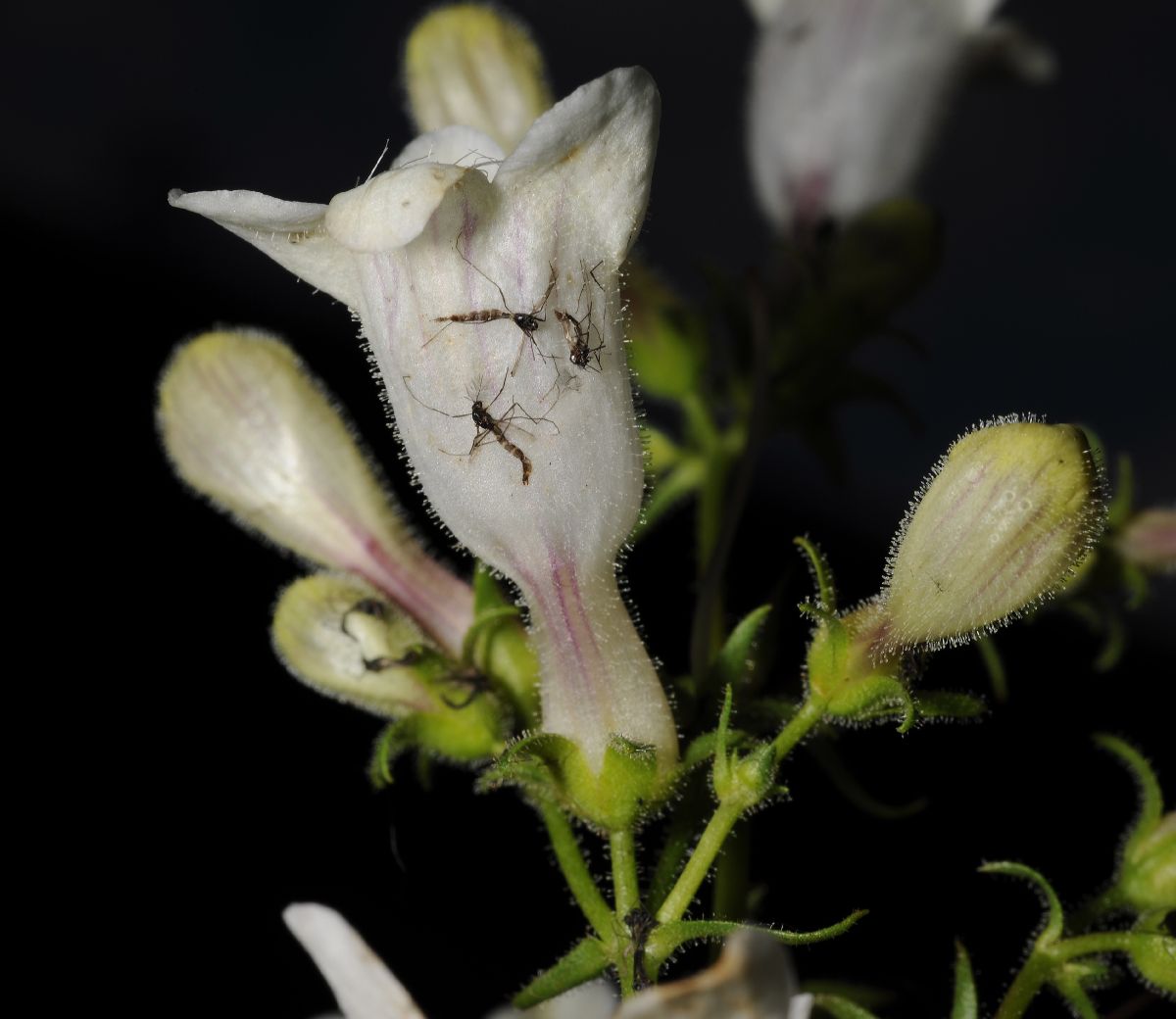 Plantaginaceae Penstemon digitalis