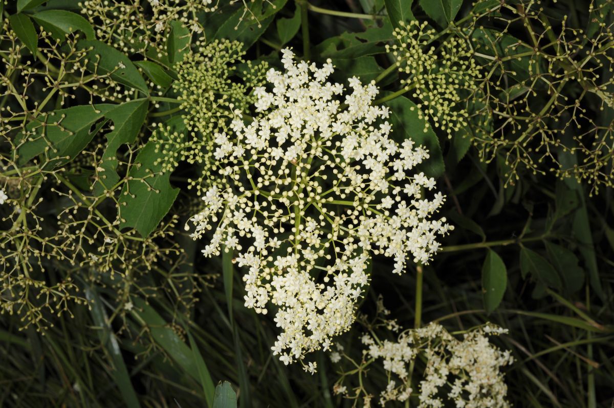 Adoxaceae Sambucus canadensis