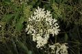image of Sambucus canadensis