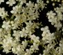 image of Sambucus canadensis