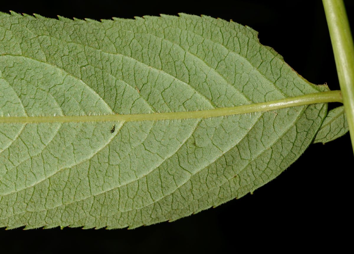 Adoxaceae Sambucus canadensis