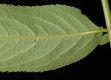 image of Sambucus canadensis