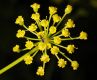 image of Pastinaca sativa