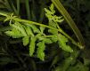 image of Pastinaca sativa