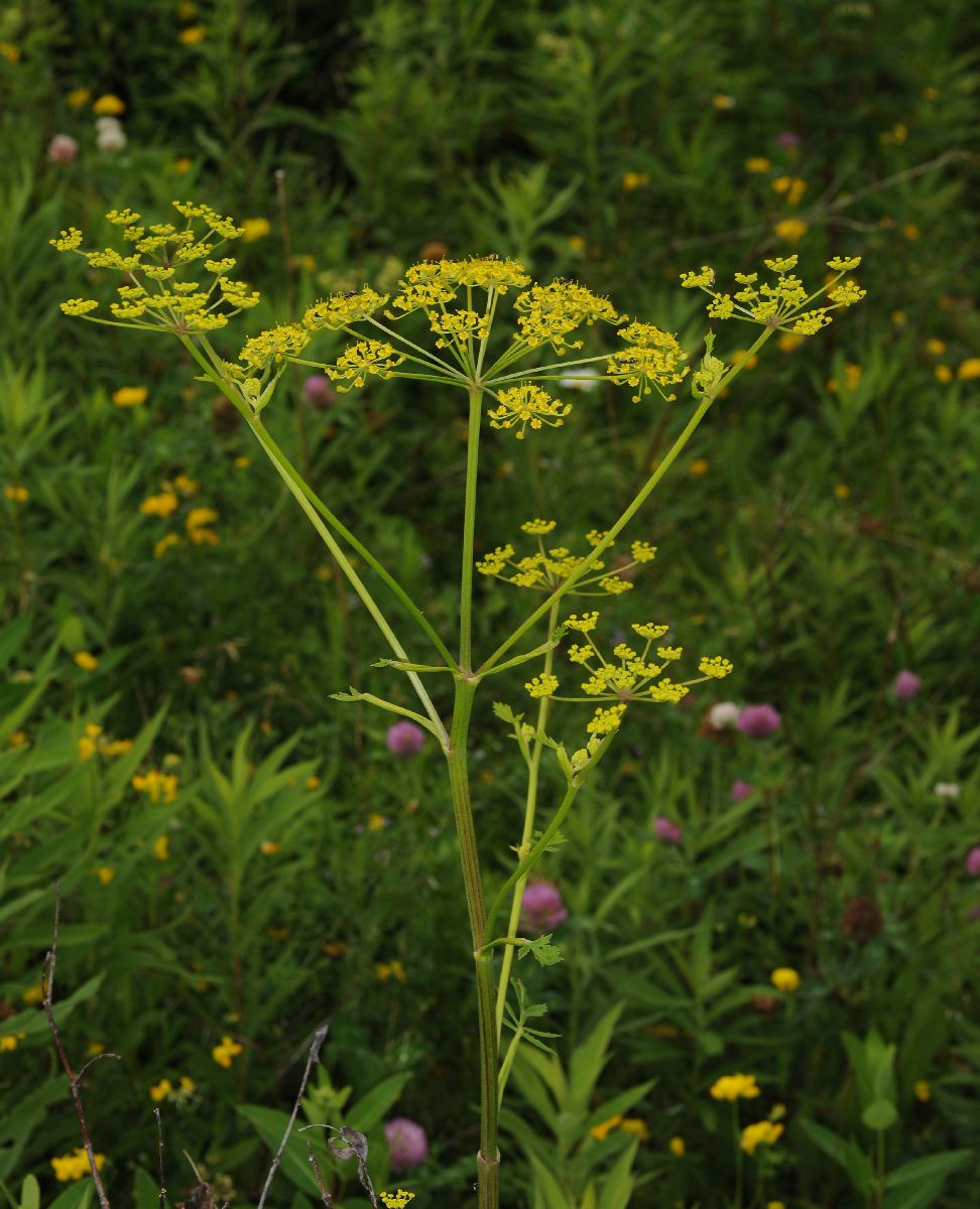 Apiaceae Pastinaca sativa