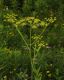 image of Pastinaca sativa