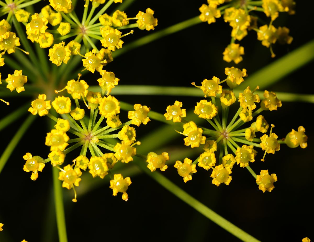Apiaceae Pastinaca sativa