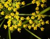 image of Pastinaca sativa