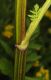 image of Pastinaca sativa