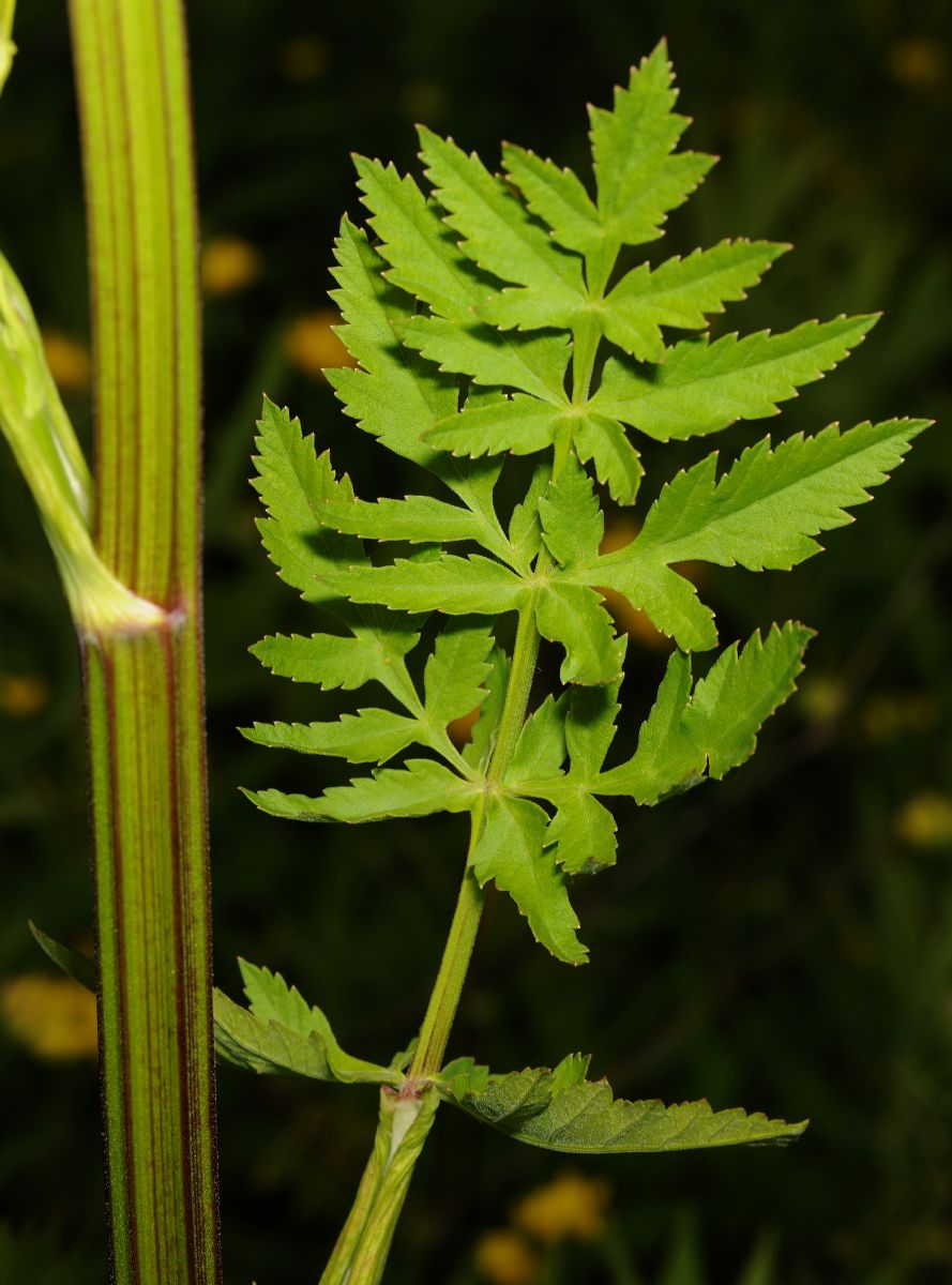 Apiaceae Pastinaca sativa
