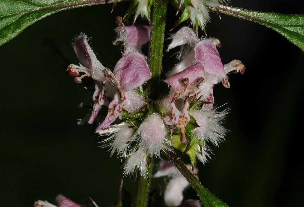 Lamiaceae Leonurus cardiaca