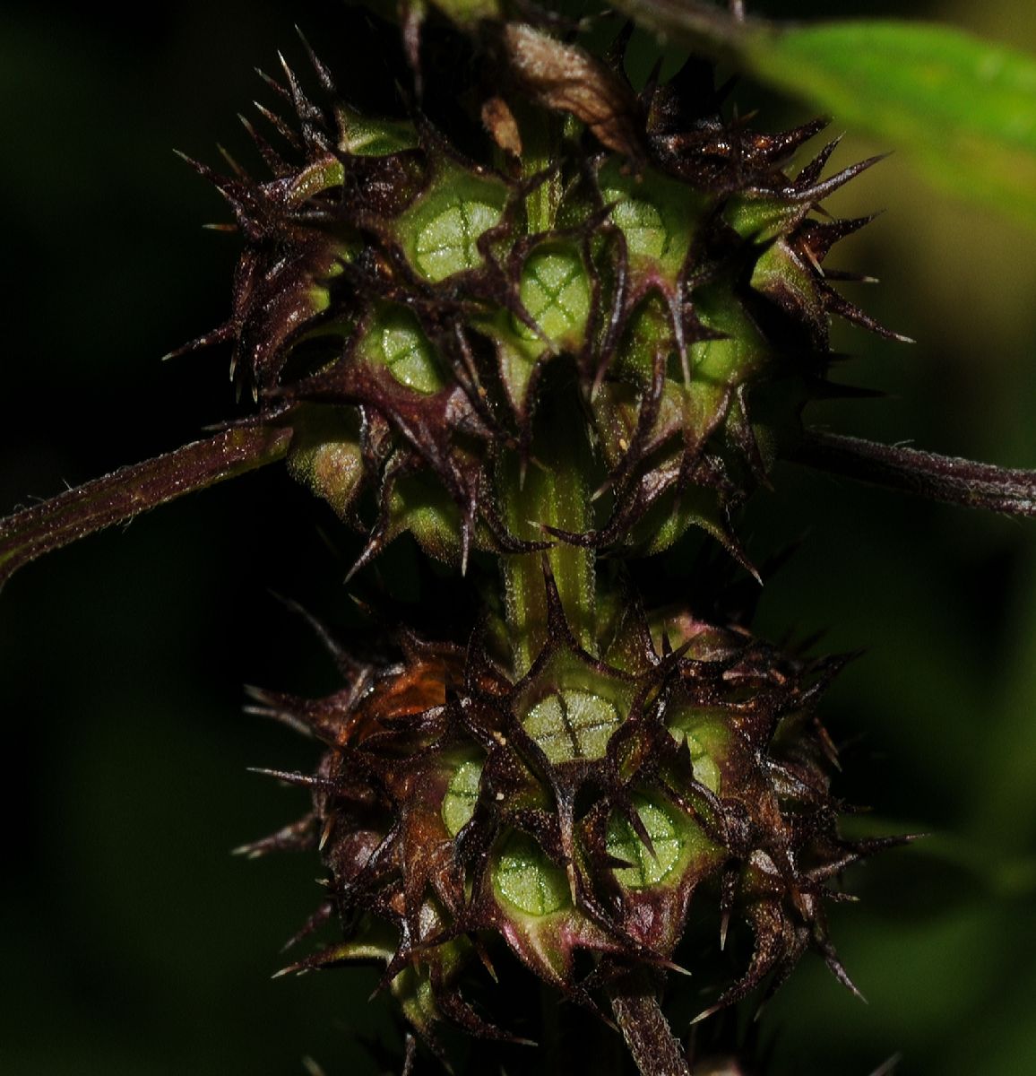 Lamiaceae Leonurus cardiaca