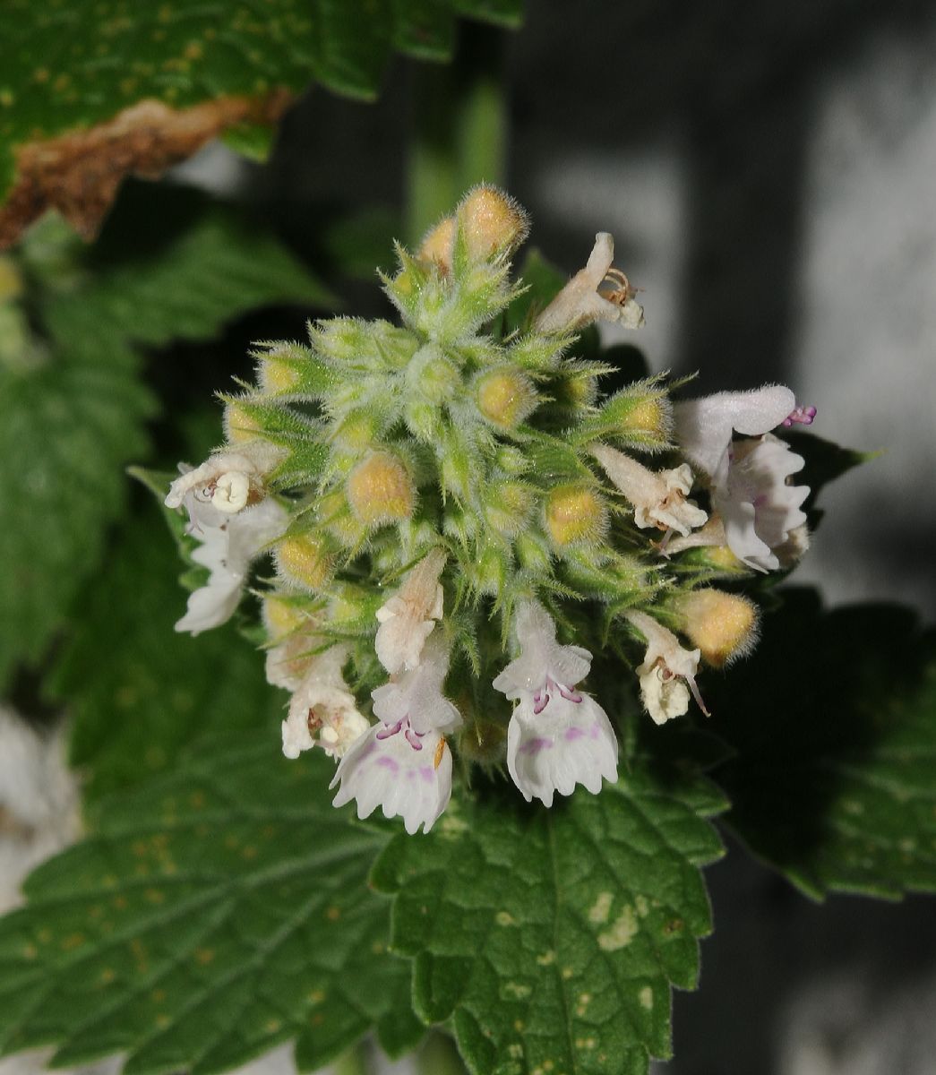 Lamiaceae Nepeta cataria