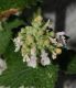 image of Nepeta cataria