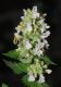image of Nepeta cataria