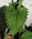 image of Nepeta cataria
