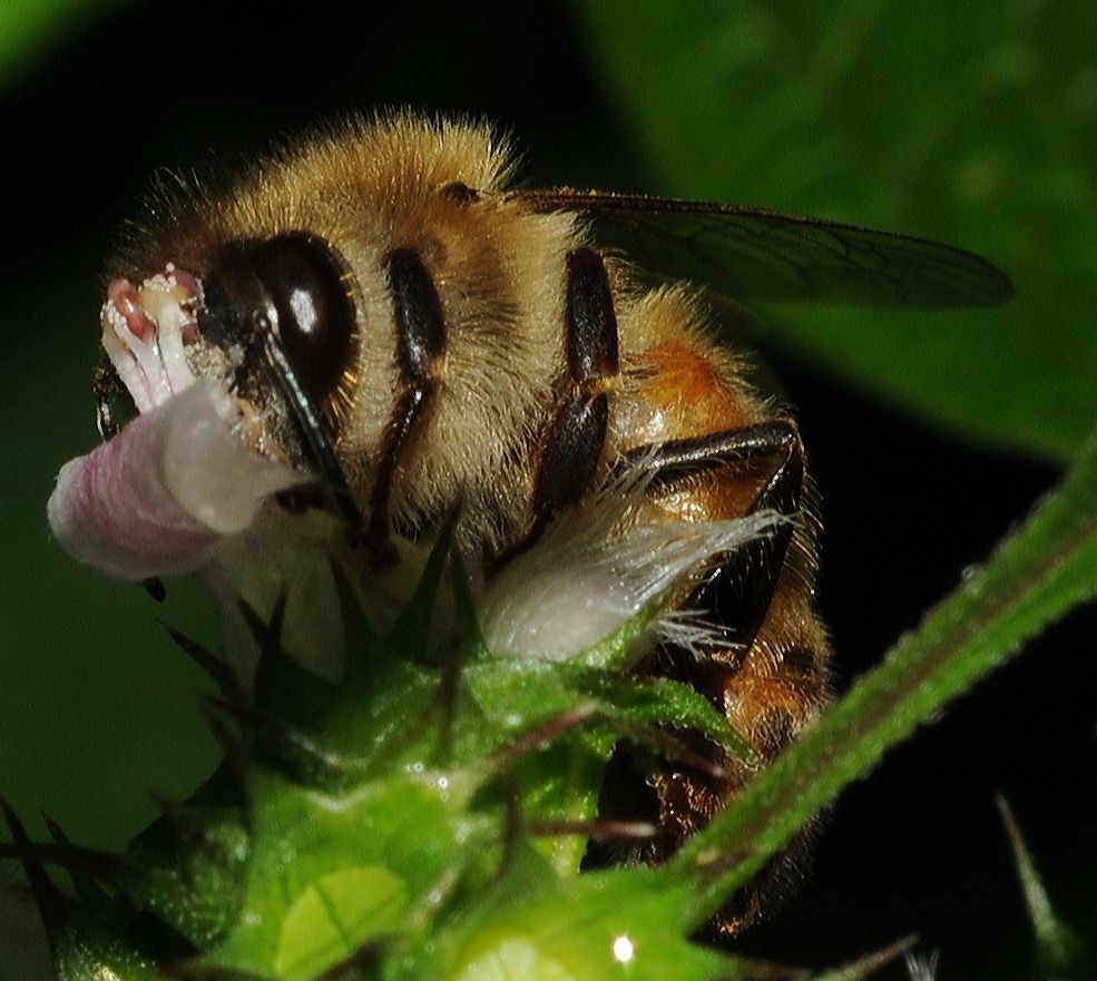 Apidae Apis mellifera