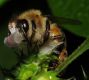 image of Apis mellifera