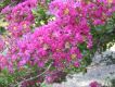 image of Lagerstroemia 