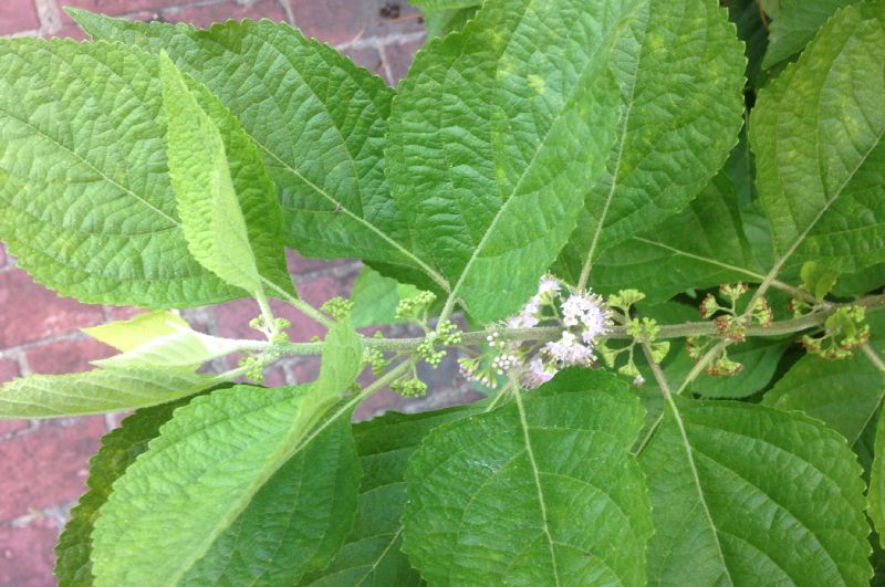 Lamiaceae Callicarpa americana