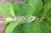 image of Callicarpa americana