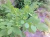 image of Fraxinus americana