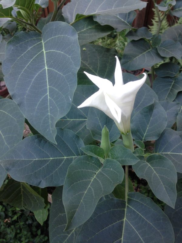 Solanaceae Datura stramonium