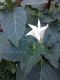 image of Datura stramonium