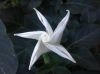 image of Datura stramonium