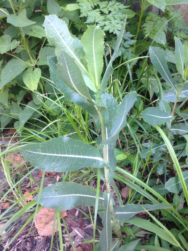 Asteraceae Lactuca scarriola