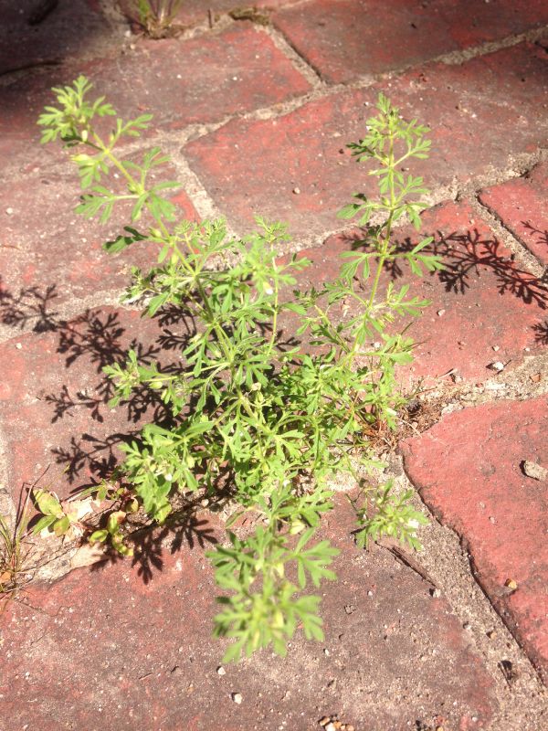 Scrophulariaceae Leucospora multifida