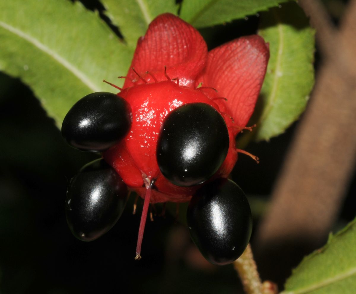 Ochnaceae Ochna multiflora