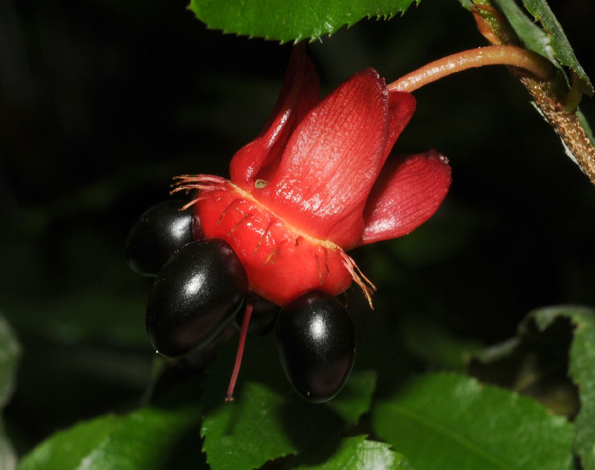 Ochnaceae Ochna multiflora