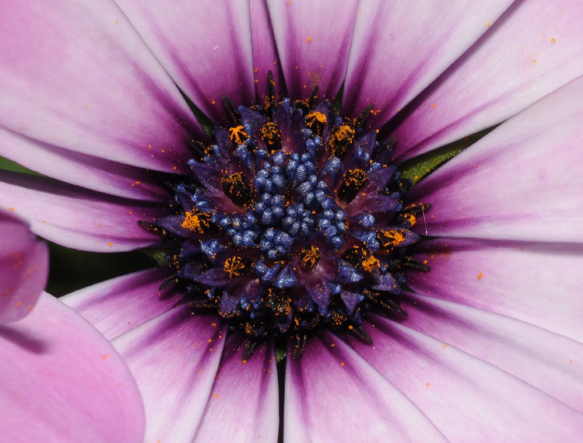 Asteraceae Osteospermum 
