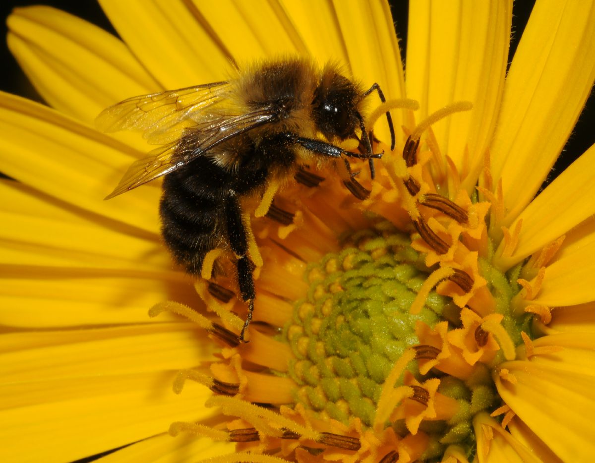 Apidae  
