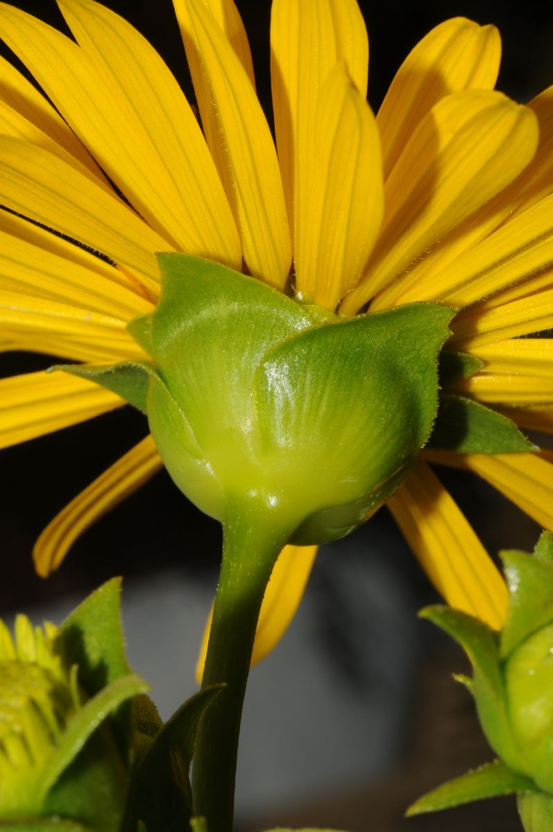 Asteraceae Silphium perfoliatum