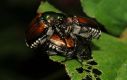 image of Popillia japonica