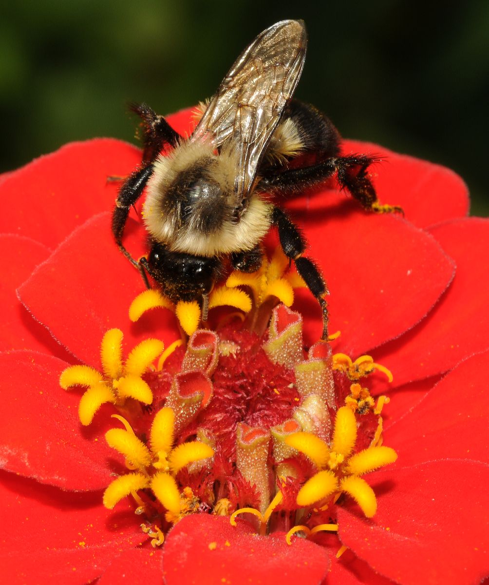Apidae  